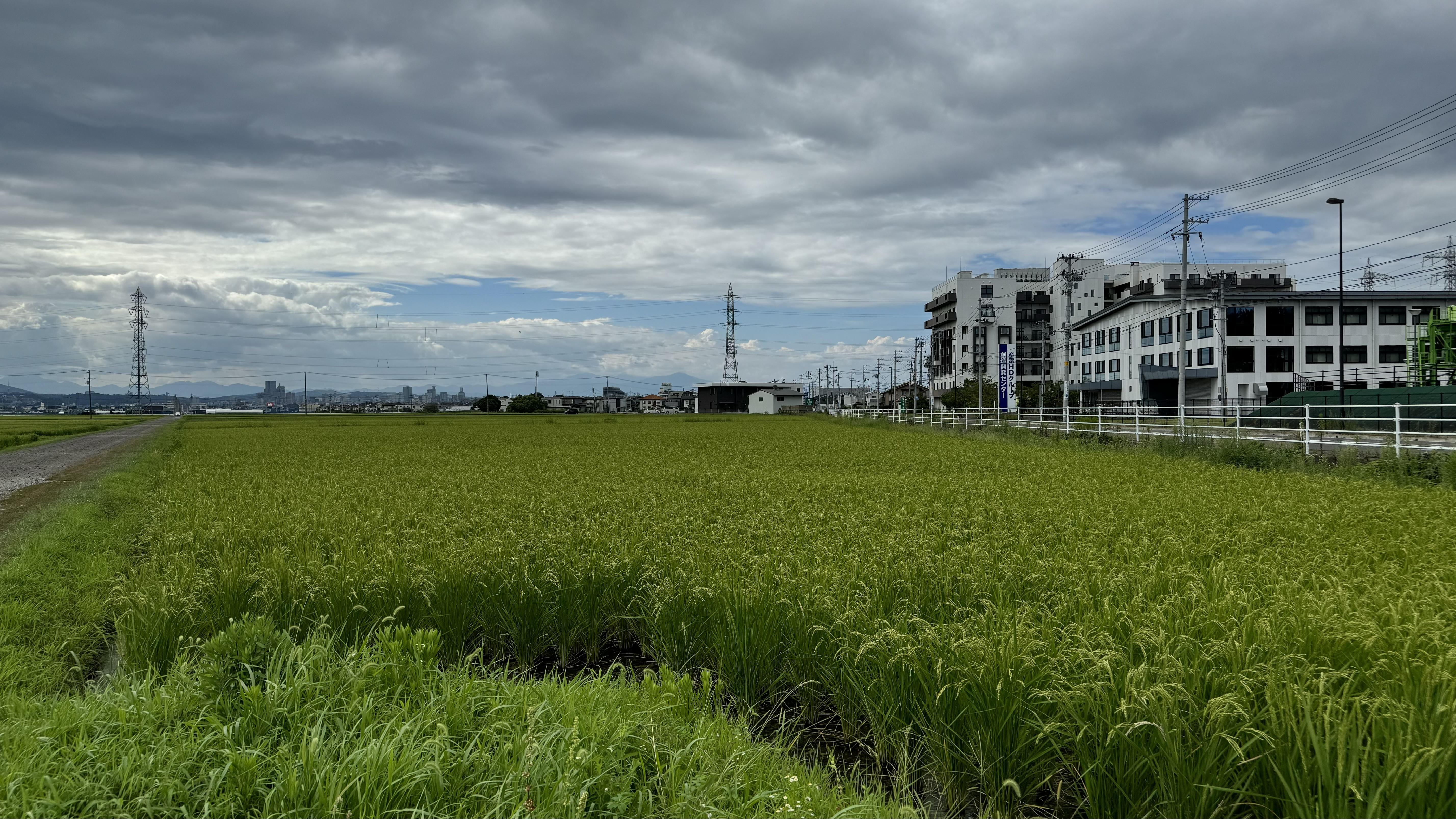 べがる田8月10日全景