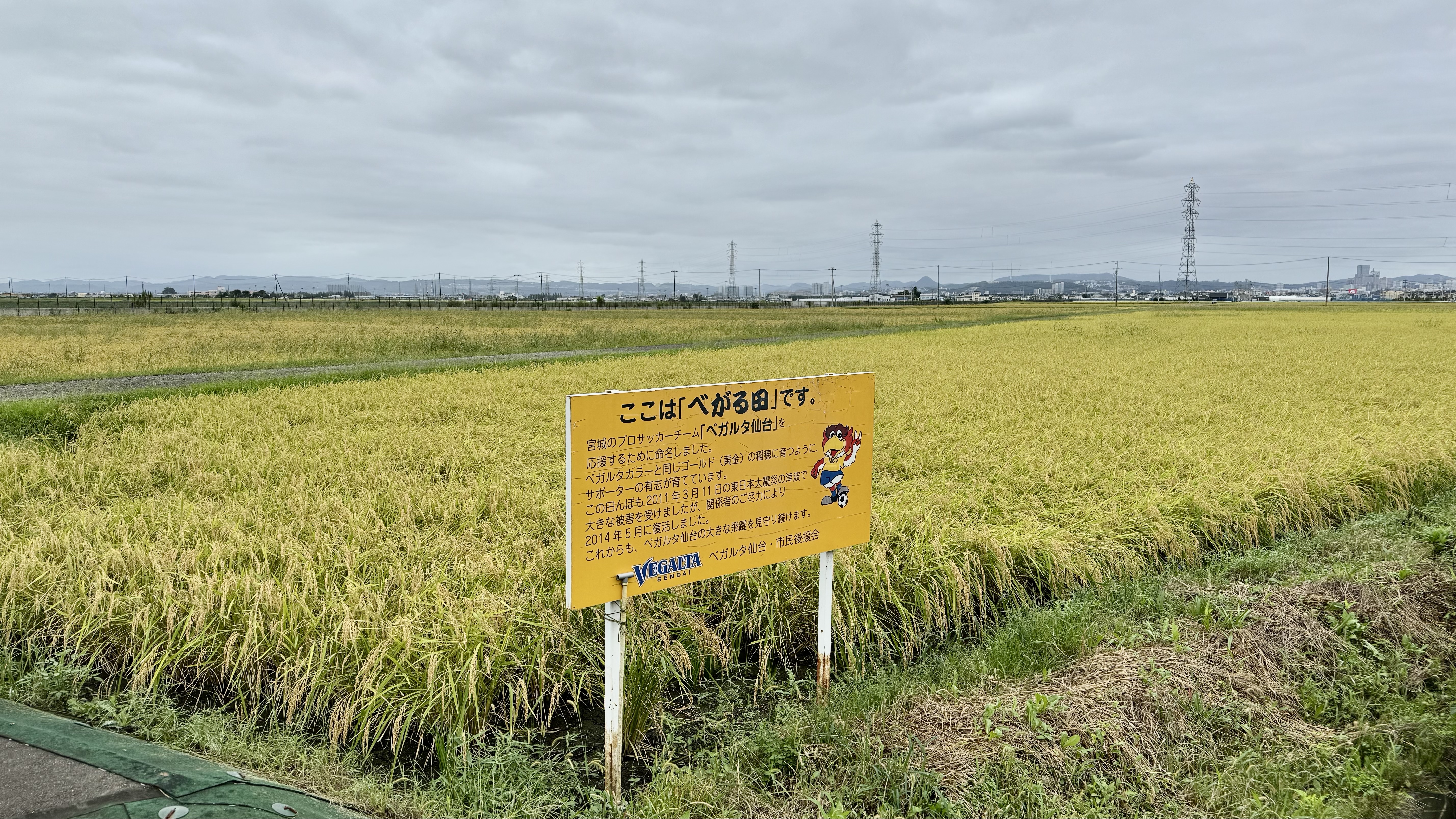 べがる田9月16日全景　看板入り